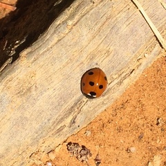 Coccinella septempunctata