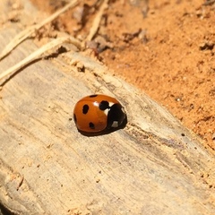 Coccinella septempunctata