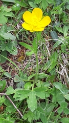 Ranunculus montanus