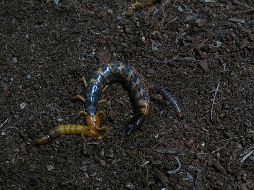 Heterojapyx souliei · iNaturalist