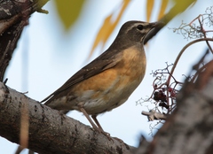 Turdus obscurus