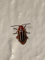 Disonycha conjugata