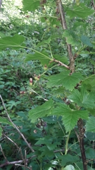 Ribes petraeum