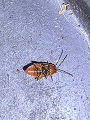 Disonycha conjugata