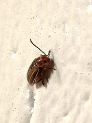 Disonycha conjugata