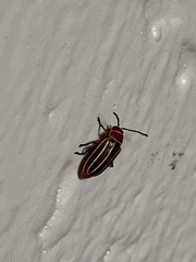 Disonycha conjugata