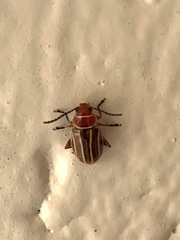 Disonycha conjugata