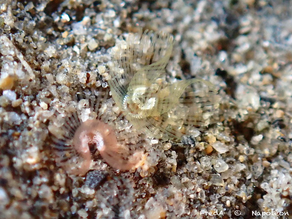 Sand horseshoe worm