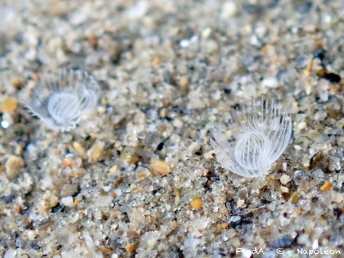 Sand horseshoe worm, Bouches-du-Rhône, Provence-Alpes-Côte d'Azur, FR, photo 5 of 10