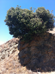 Heteromeles arbutifolia