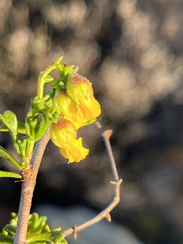 Image of Hermannia cuneifolia by (c) Dave U, some rights reserved (CC BY-SA)