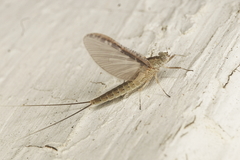 Callibaetis skokianus