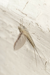 Callibaetis skokianus