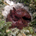 Reef Mantis Shrimp - Photo (c) Kent Miller, some rights reserved (CC BY-ND), uploaded by Kent Miller