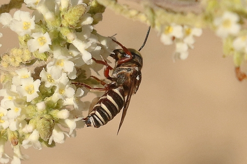 Coelioxys edita