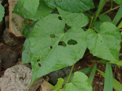 Ipomoea obscura