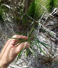 Stillingia sylvatica tenuis