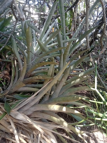Image of Quesnelia quesneliana by no rights reserved