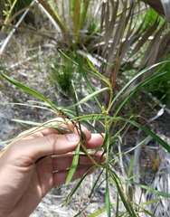 Stillingia sylvatica tenuis