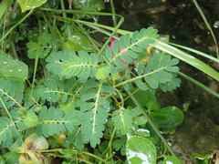 Phyllanthus urinaria hookeri