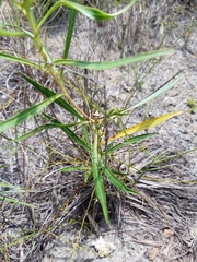 Stillingia sylvatica tenuis