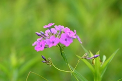 Phlox glaberrima interior