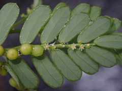 Phyllanthus urinaria hookeri
