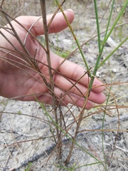 Schizachyrium rhizomatum
