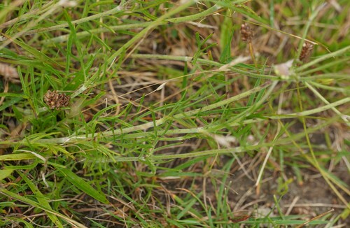 Image of Scabiosa canescens by (c) Brenda Black, some rights reserved (CC BY)