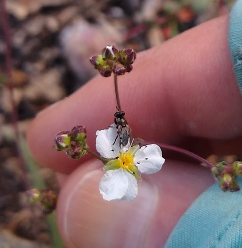 Image of Ivesia santolinoides by no rights reserved