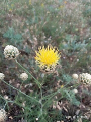 Centaurea orientalis