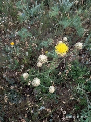 Centaurea orientalis