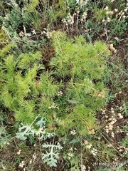 Paeonia tenuifolia
