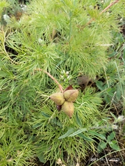 Paeonia tenuifolia