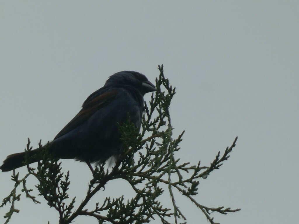 Eastern Blue Grosbeak