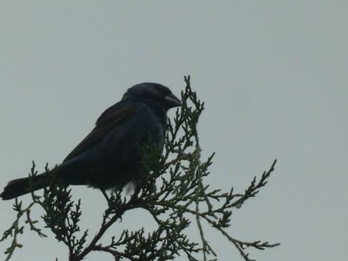 Eastern Blue Grosbeak