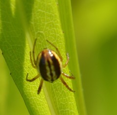 Araneus pratensis