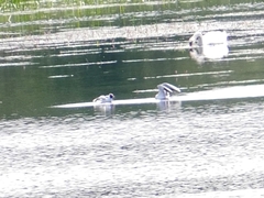 Chroicocephalus ridibundus