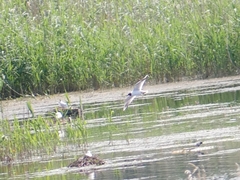 Chroicocephalus ridibundus