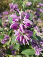 Phlomis herba-venti