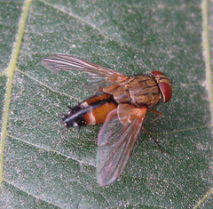 Halidaya aurea