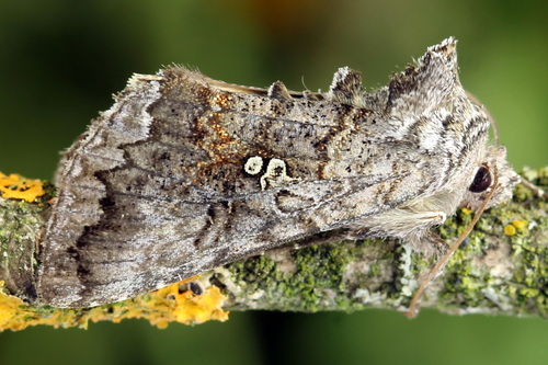 Scarce Silver Υ Moth
