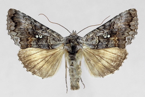 Scarce Silver Υ Moth