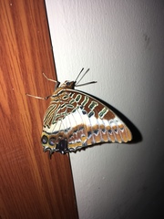 Charaxes