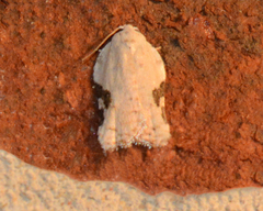 Acleris subnivana