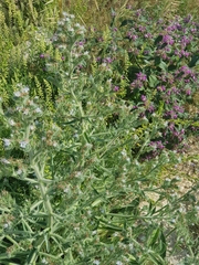 Echium italicum biebersteinii
