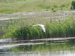 Chroicocephalus ridibundus