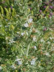 Echium italicum biebersteinii