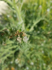 Echium italicum biebersteinii