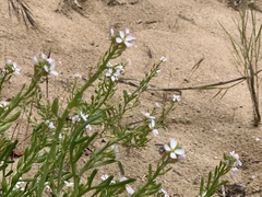 Cakile maritima